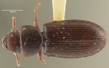 Media type: image;   Entomology 24478 Aspect: habitus dorsal view